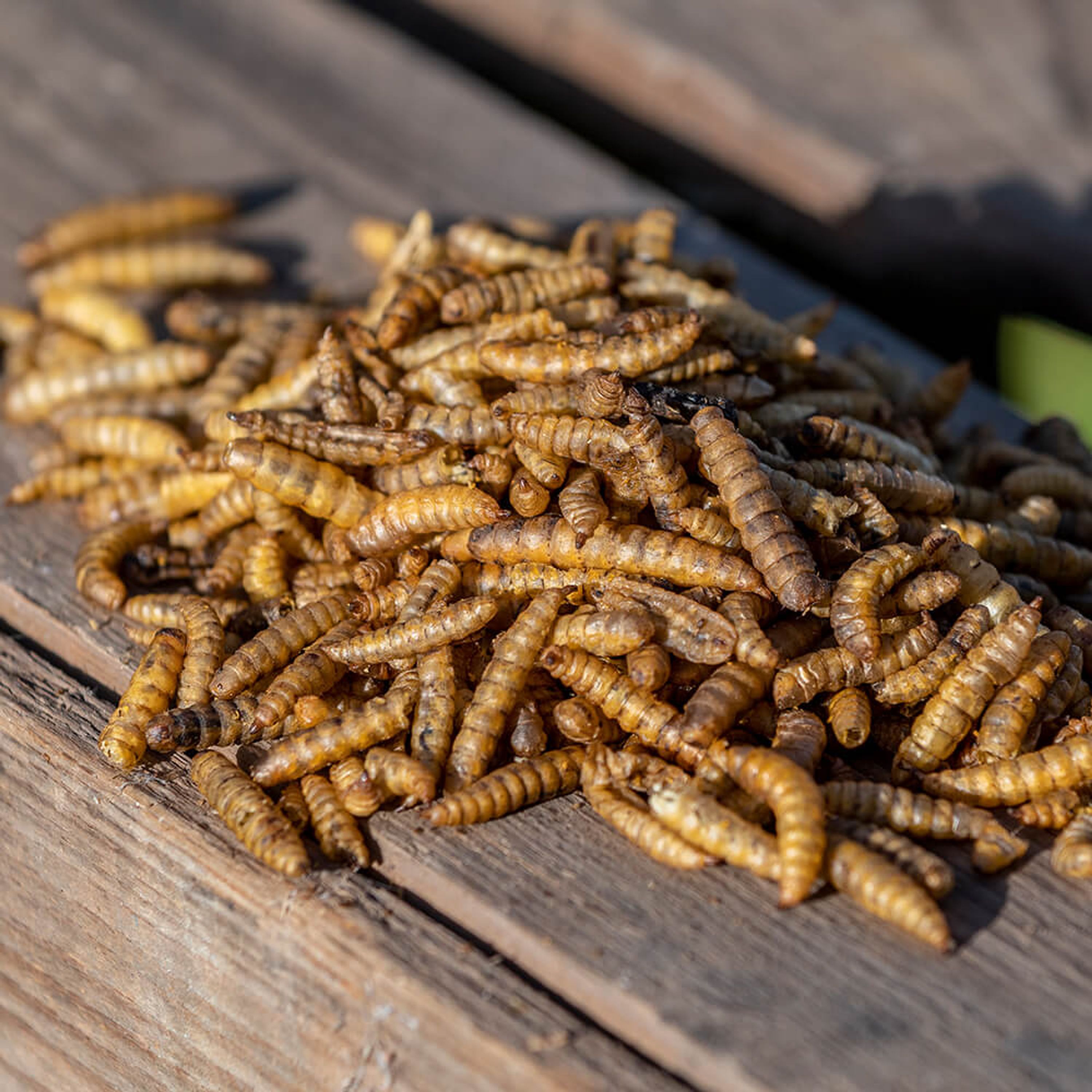 Eimer mit getrockneten Kalziumwürmern 600 g | Vogelfutter | CJ Wildlife
