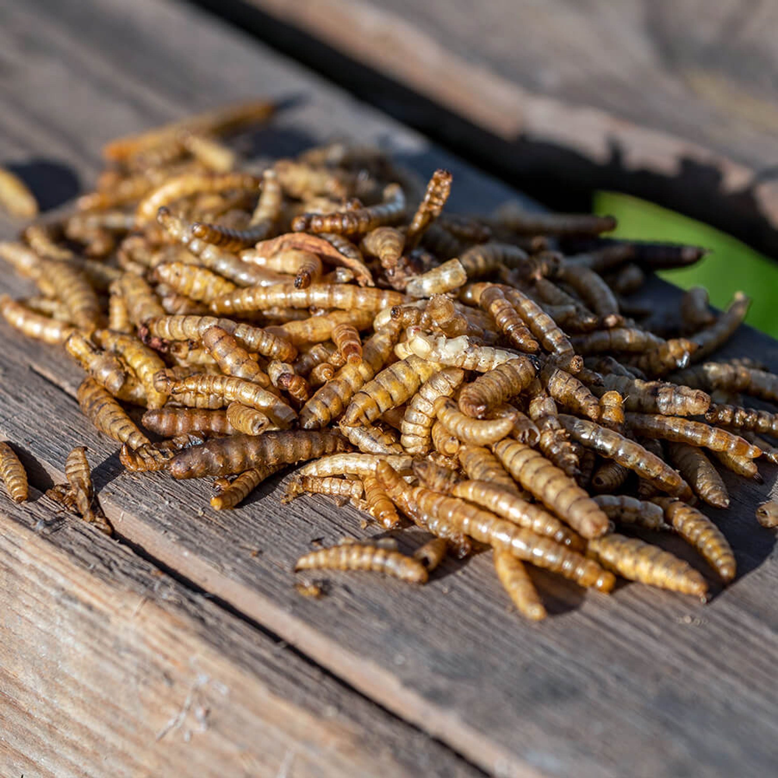 Proteinreiche getrocknete Insektenmischung 1kg | Vogelfutter | CJ Wildlife