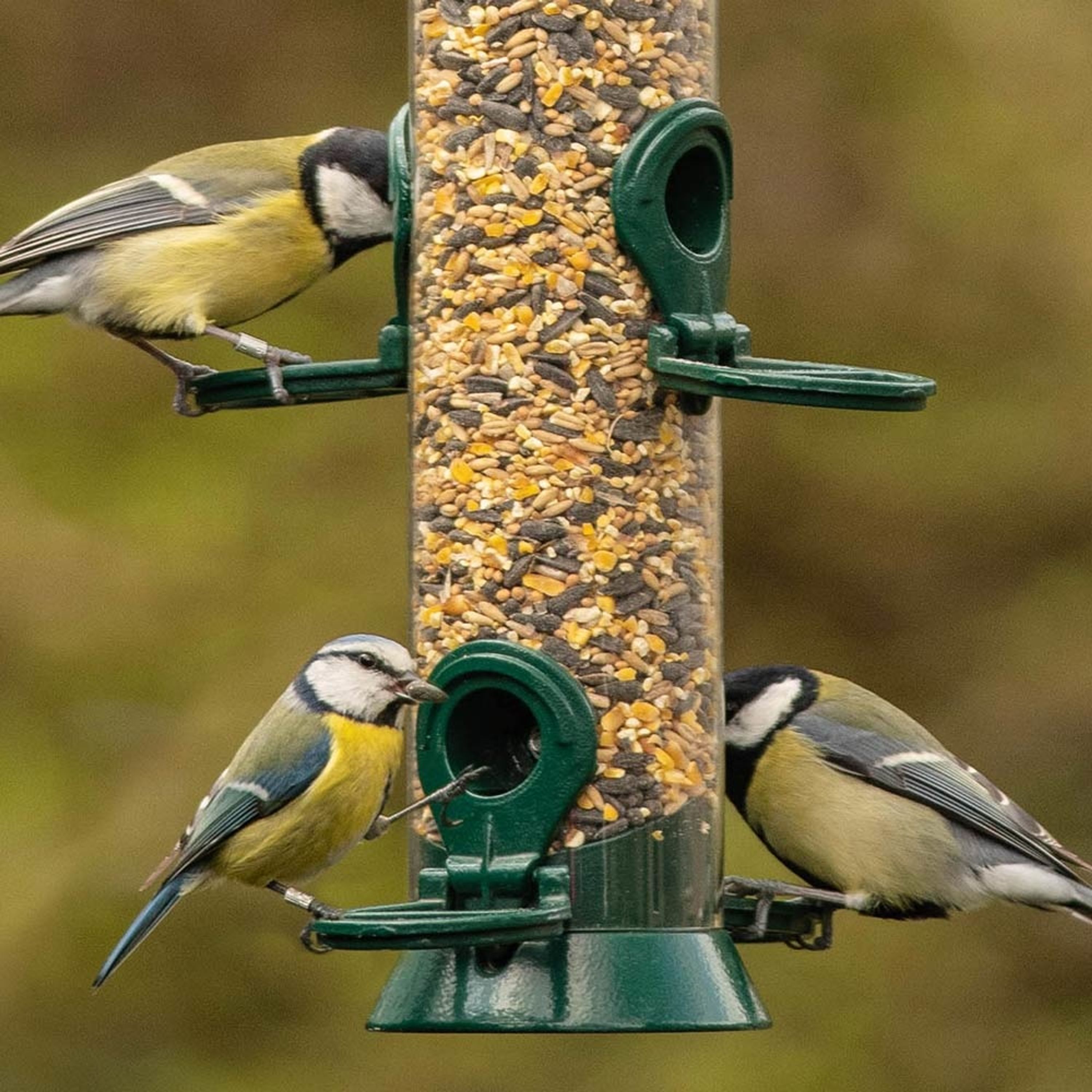 Green+ Premium Streufutter 2,5kg (biologischer Anbau) | Vogelfutter | CJ Wildlife