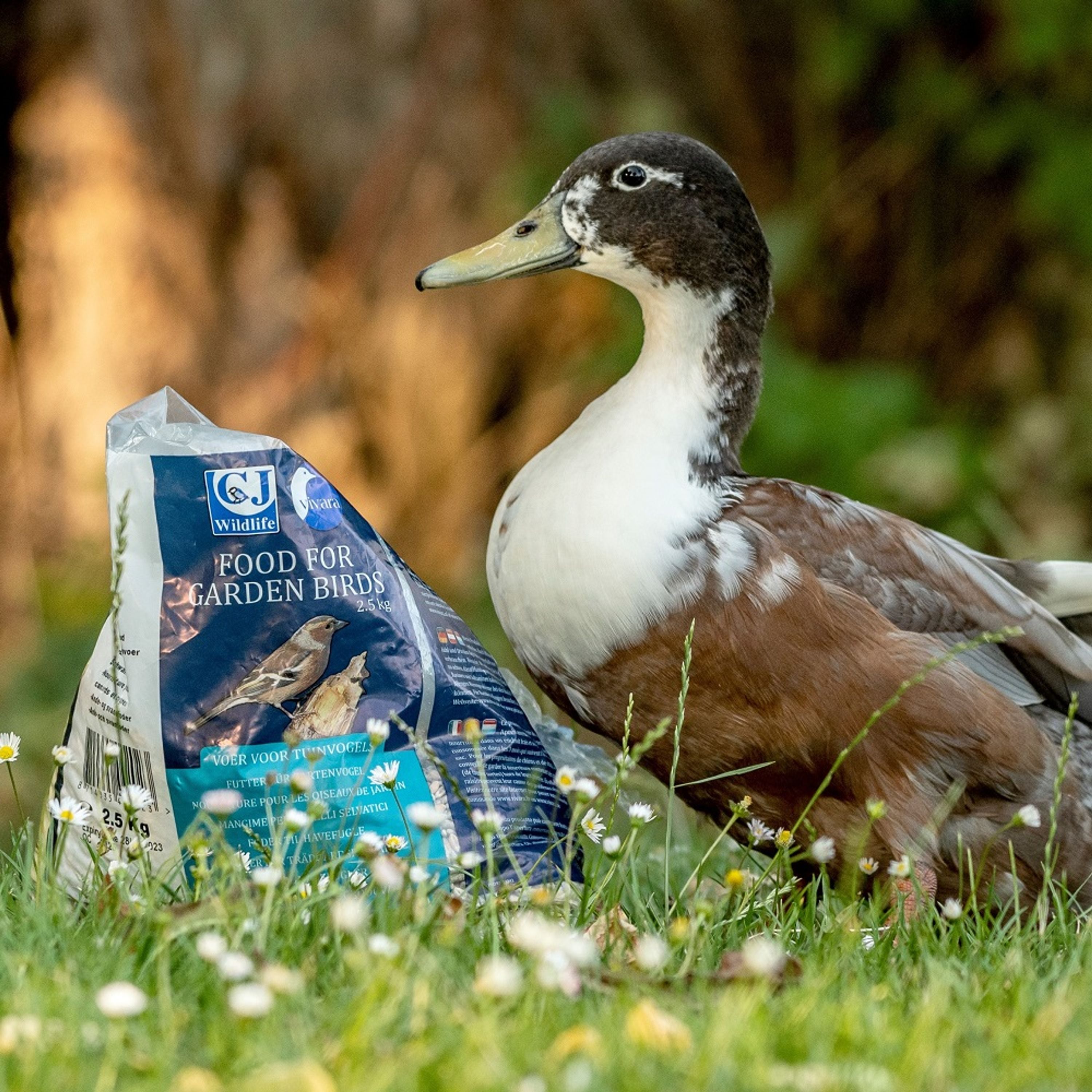 Enten- und Schwanenfutter 2,5 kg | CJ Wildlife
