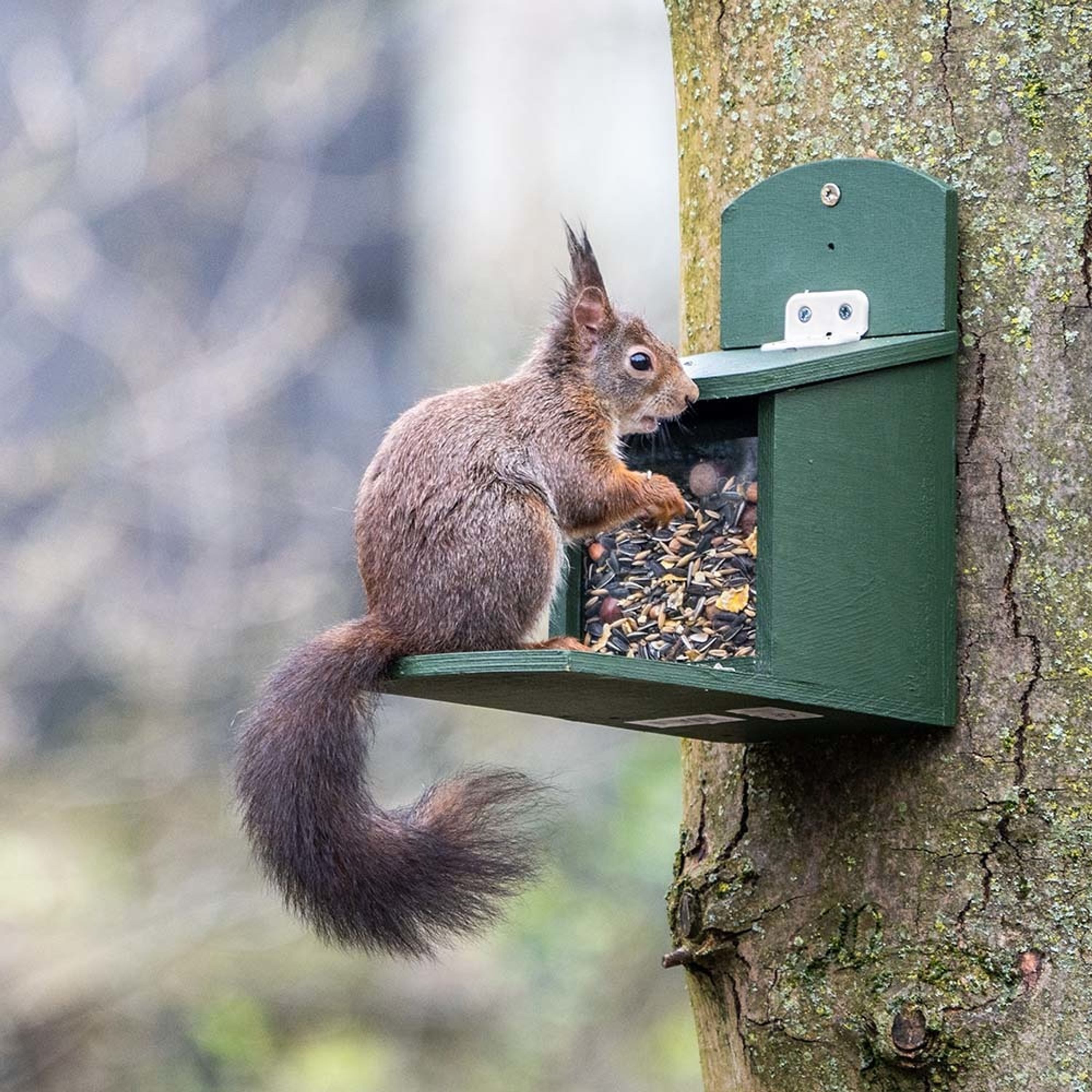 Eichhörnchen-Futtermischung 2 kg | CJ Wildlife