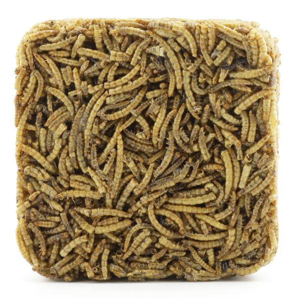 Bloc de vers de farine séchés 90 gr