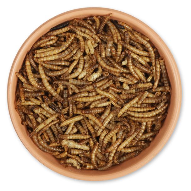 Dried Mealworms for Birds