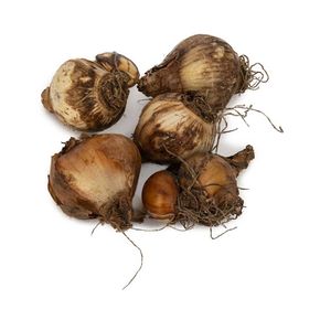 Bio-Blumenzwiebelmix Narzissen, 25 Stück