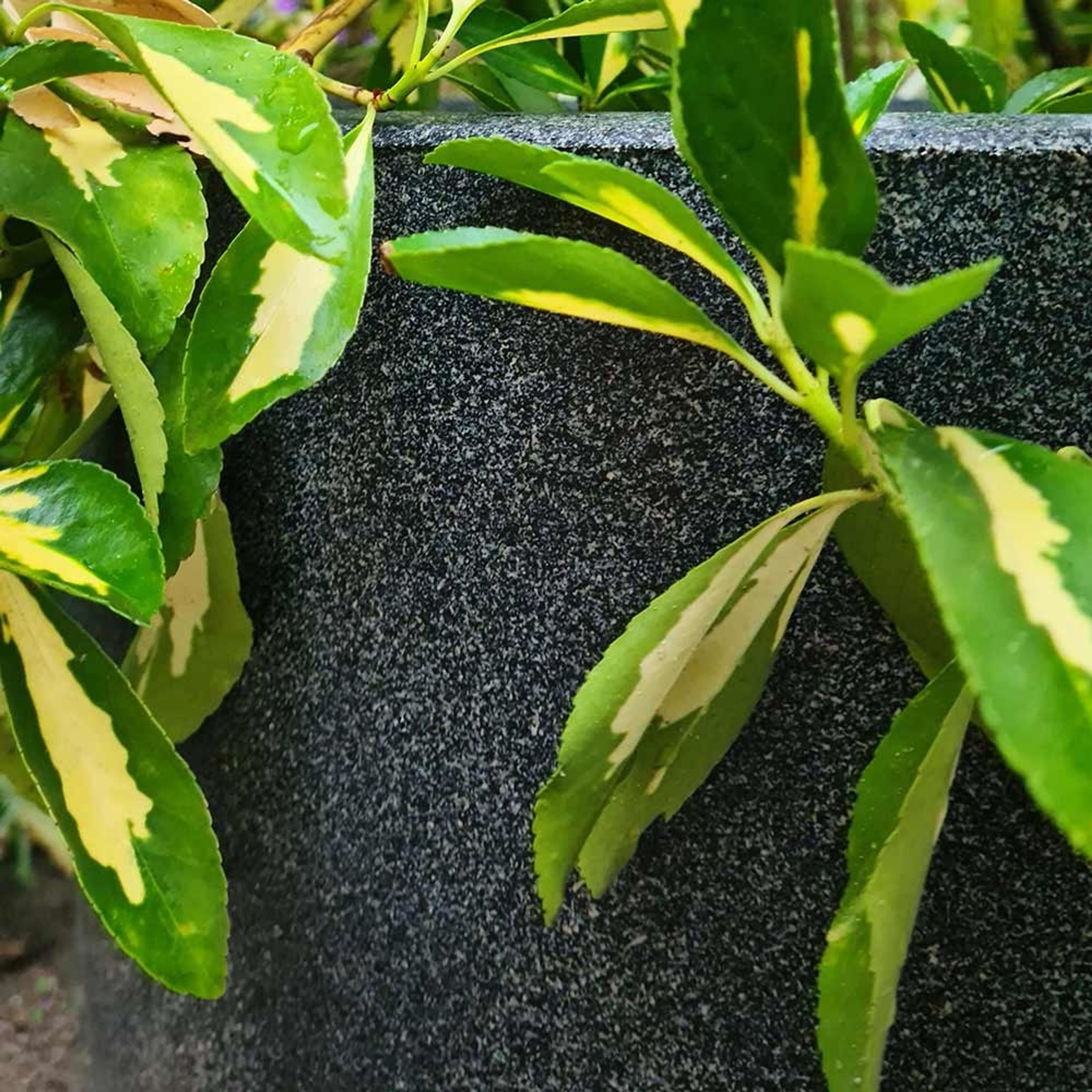 Capi Blumentopf, recycelt Ø43x41 cm | Capi