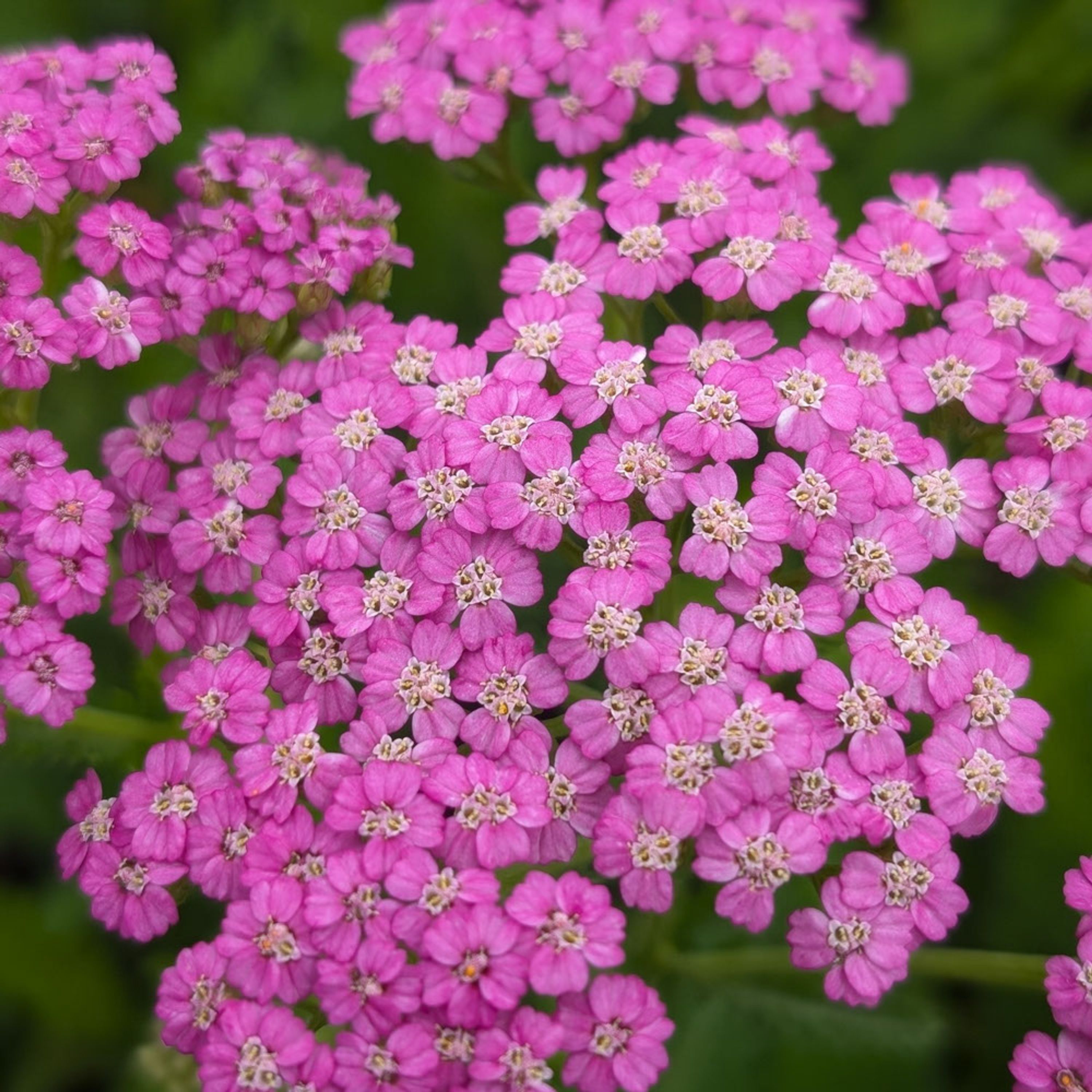 Duizendblad - Roze (biologisch) | Kwekerij Verhoeven