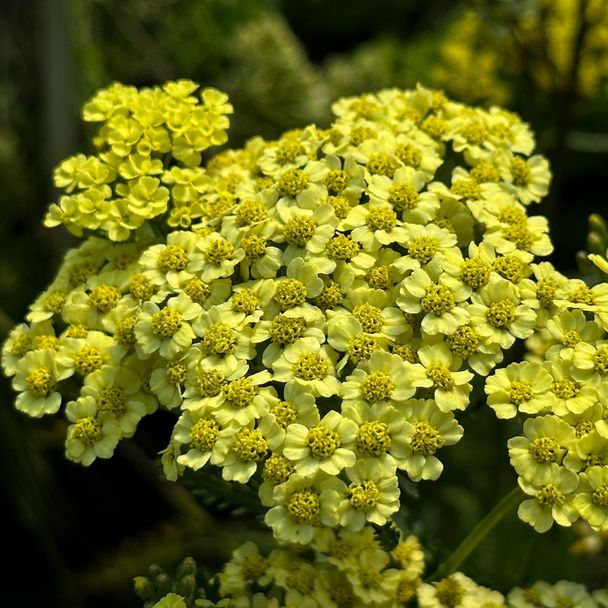 Duizendblad - Lichtgeel (biologisch)