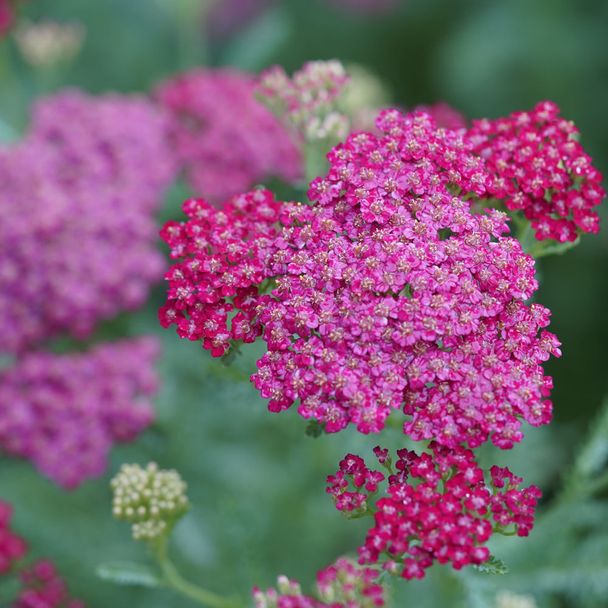 Duizendblad - Vintage Roze (biologisch)