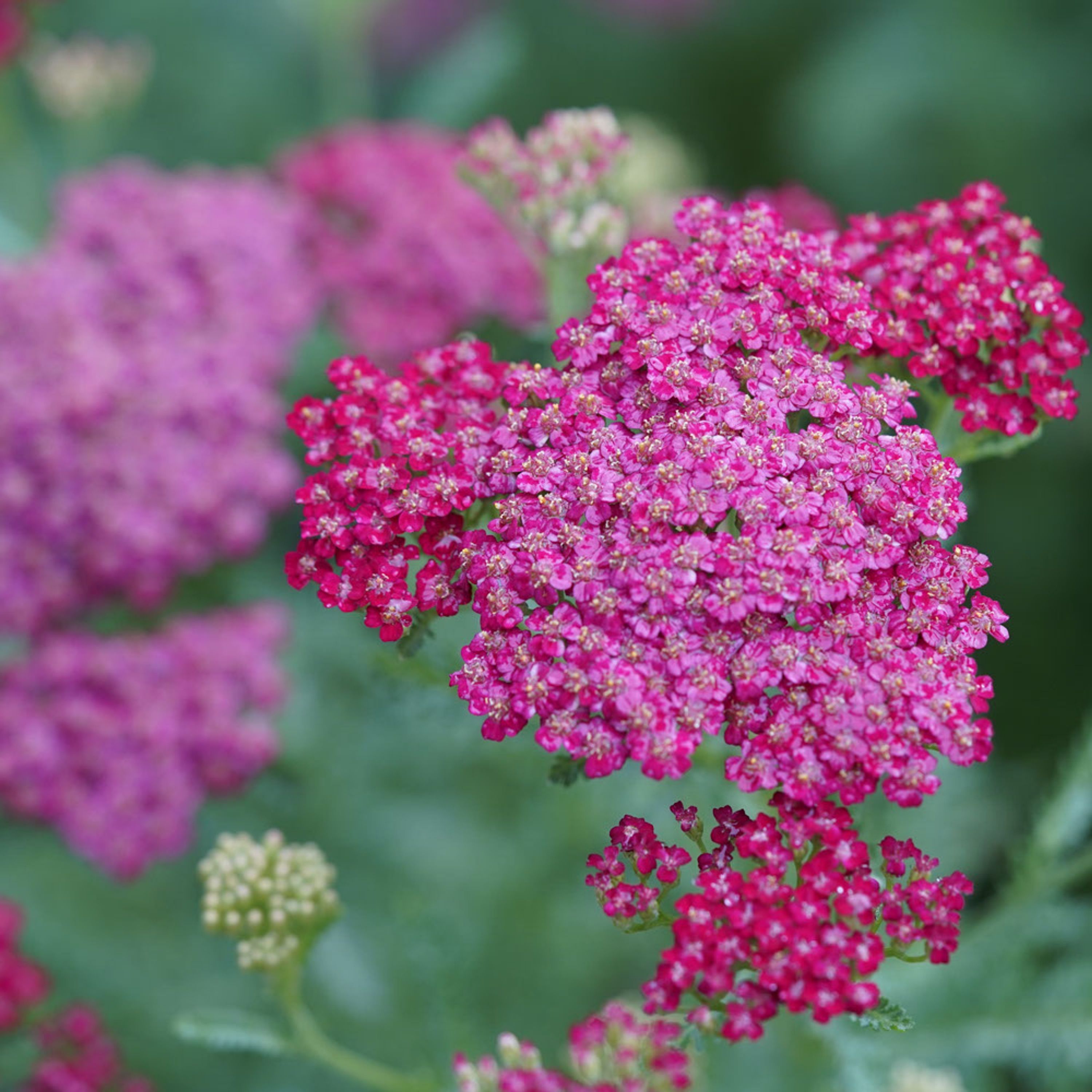 Duizendblad - Vintage Roze (biologisch) | Kwekerij Verhoeven
