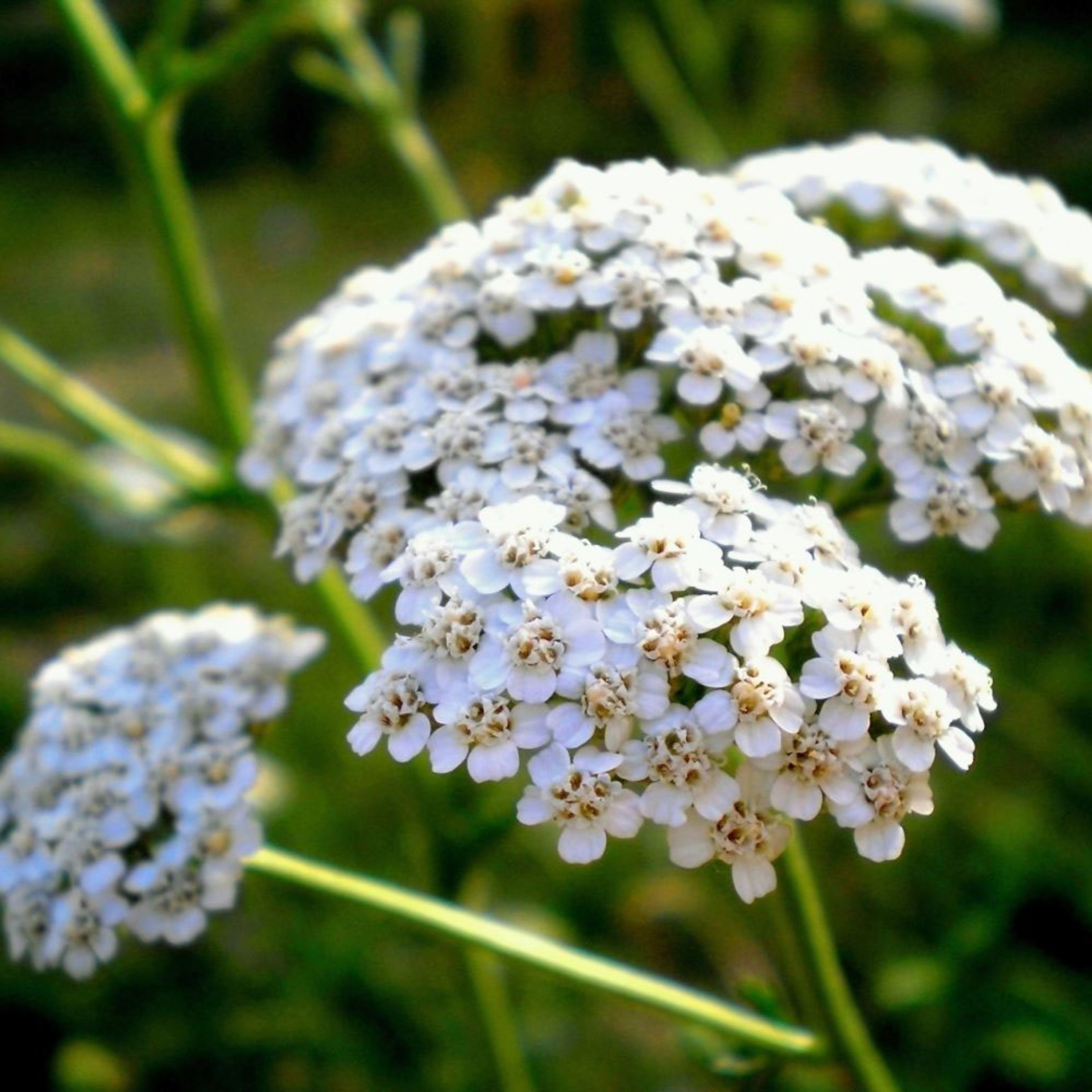Duizendblad - Wit-roze (biologisch) | Kwekerij Verhoeven