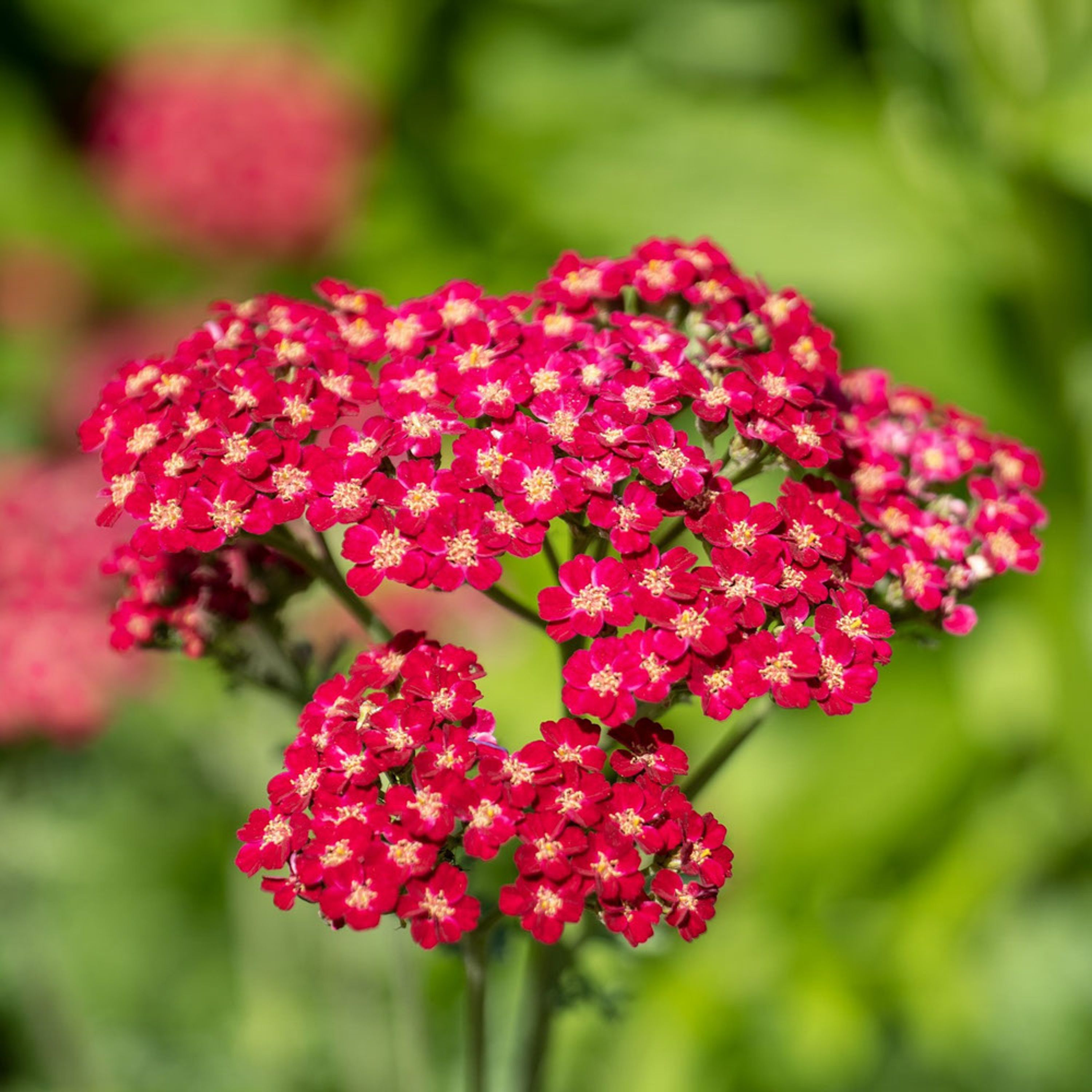 Duizendblad - Rood (biologisch) | Kwekerij Verhoeven