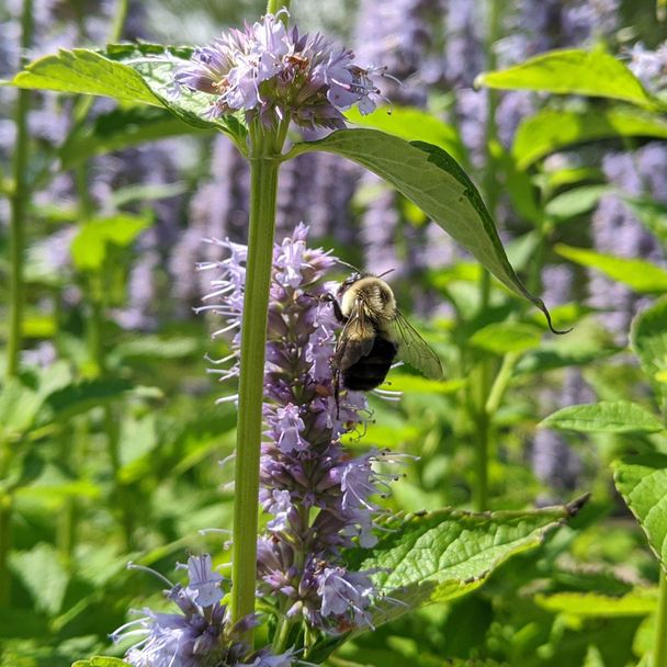 Duftnessel 'Blue Boa' (BIO)