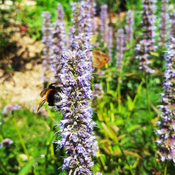 Dropplant-Anijsplant - Blue Fortune (biologisch)