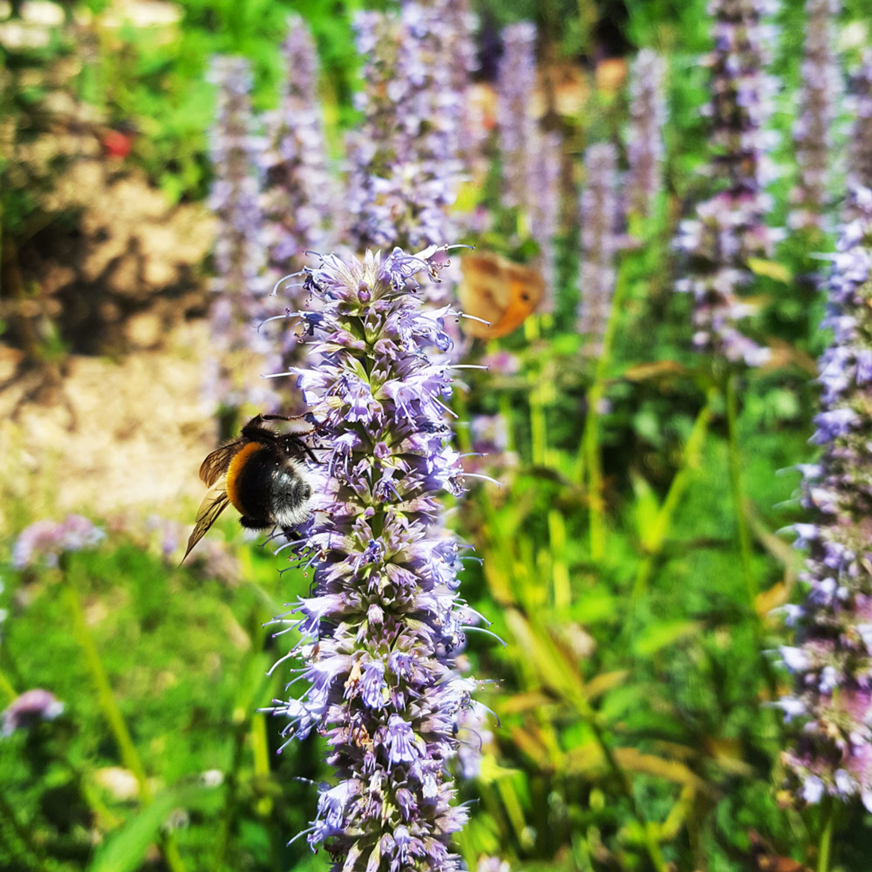 Dropplant-Anijsplant - Blue Fortune (biologisch) | Kwekerij Verhoeven