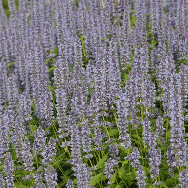 Anis-Duftnessel (BIO)