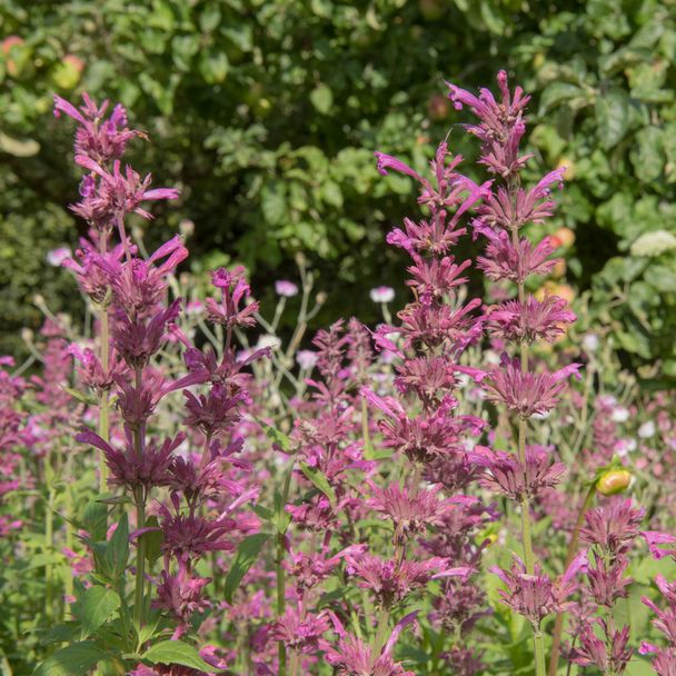 Dropplant-Anijsplant - Mexican Lime (biologisch)