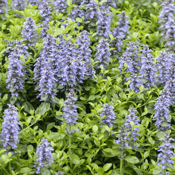 Kriech-Günsel (BIO)