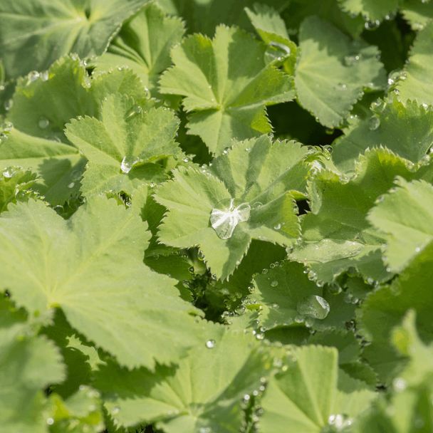 Weicher Frauenmantel (BIO)