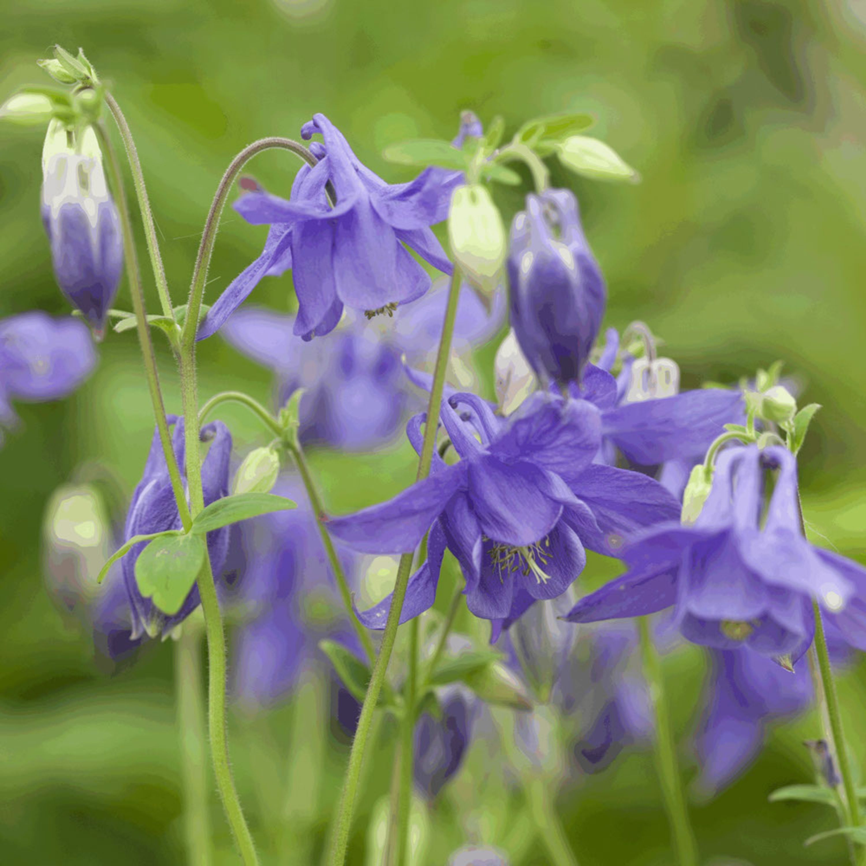 Wilde Akelei (biologisch) | Kwekerij Verhoeven | Planten | Partner van Vogelbescherming Nederland