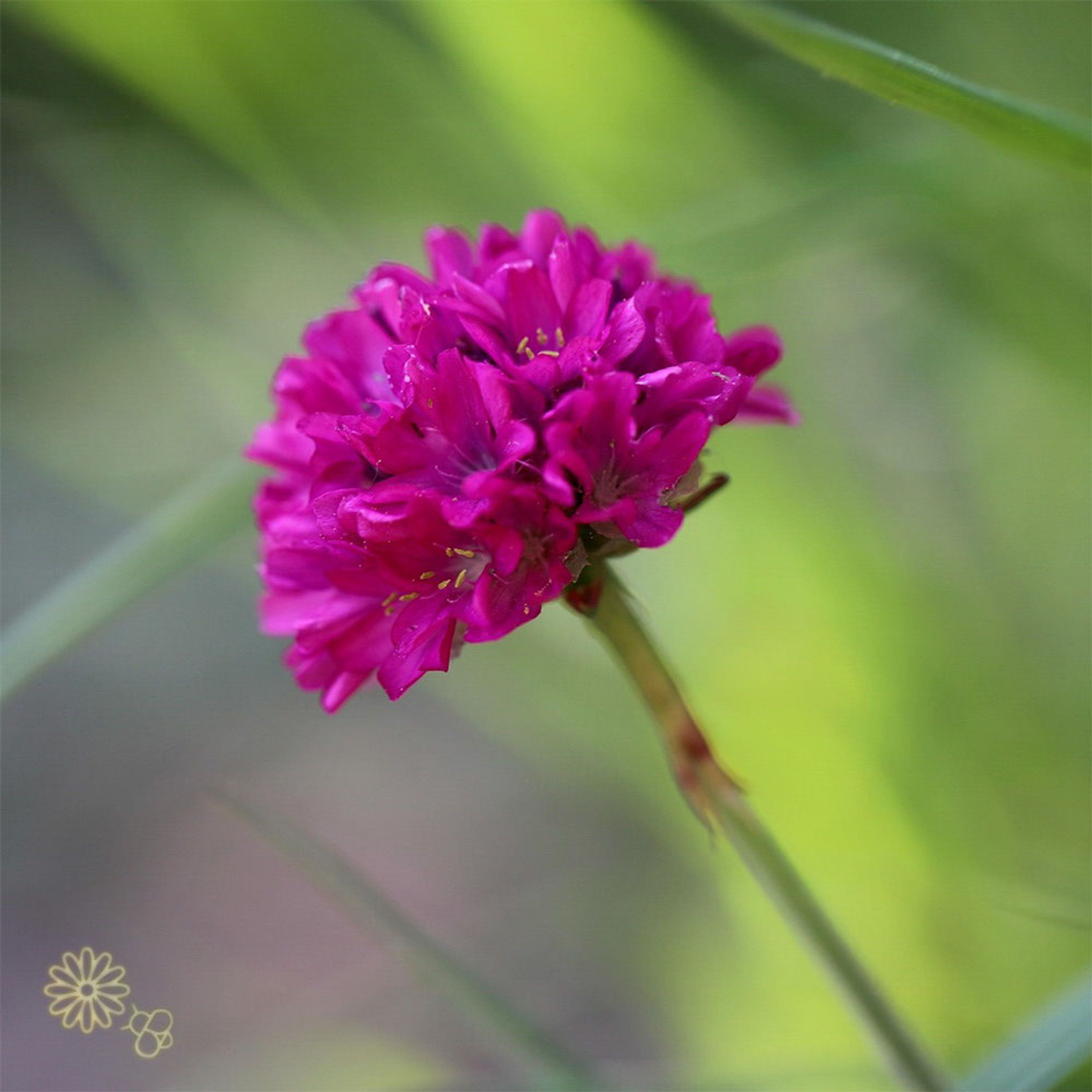 Engels Gras (biologisch) | Kwekerij Verhoeven | Planten | Partner van Vogelbescherming Nederland