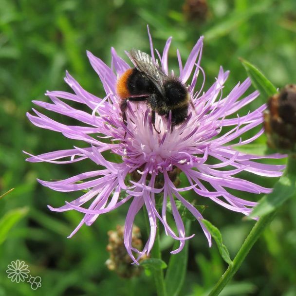 Wiesen-Flockenblume (BIO)