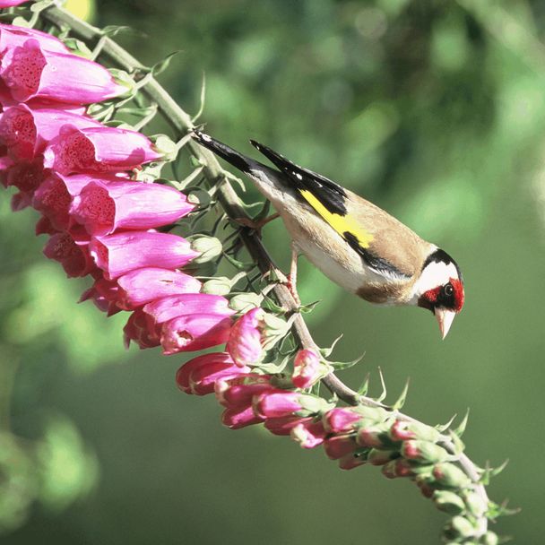 Vingerhoedskruid (biologisch)