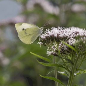Koninginnekruid (biologisch)