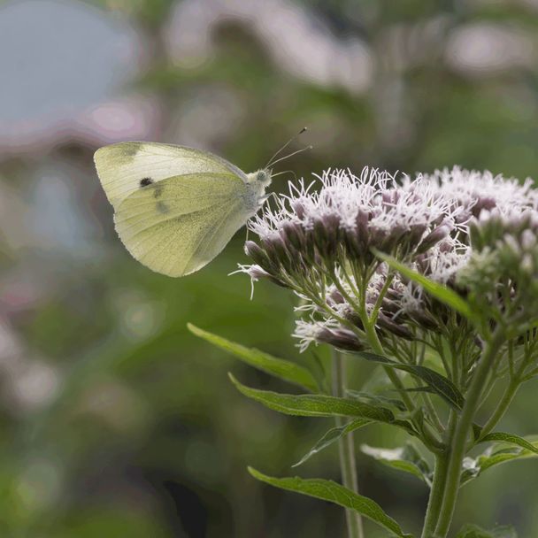 Koninginnekruid (biologisch)