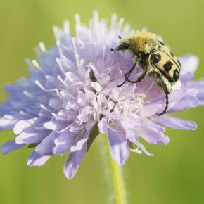 Beemdkroon (biologisch)
