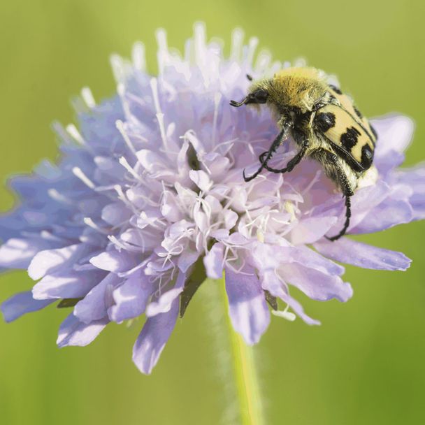 Beemdkroon (biologisch)