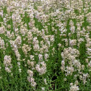 Lavendel - Rosea (biologisch)