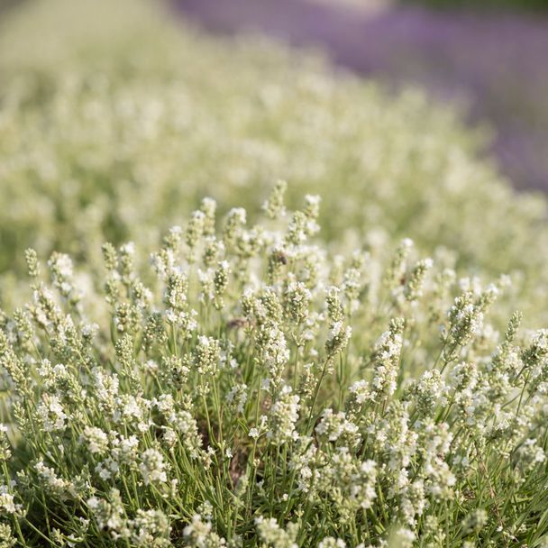 Lavendel - White Summer (biologisch)