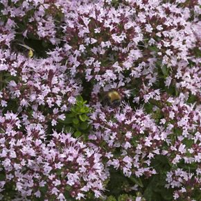 Wilde Marjolein (biologisch)