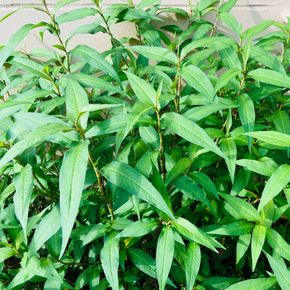 Vietnamese koriander (biologisch)