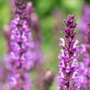 Bossalie - Roze (biologisch)