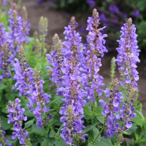 Bossalie - Blauw-Paars (biologisch)