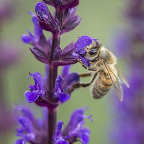 Salie - Paars (biologisch)