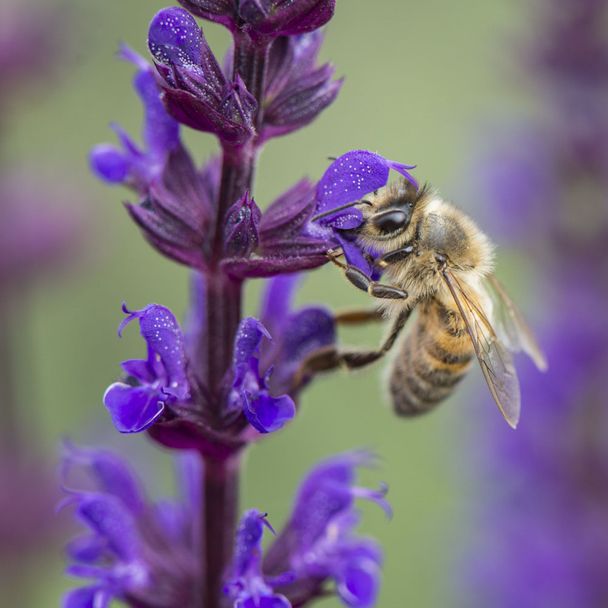 Salie - Paars (biologisch)