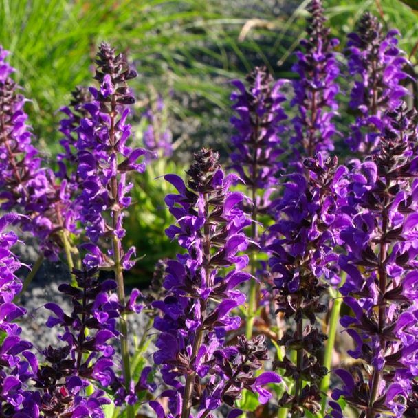 Steppen-Salbei 'Mainacht' (BIO)