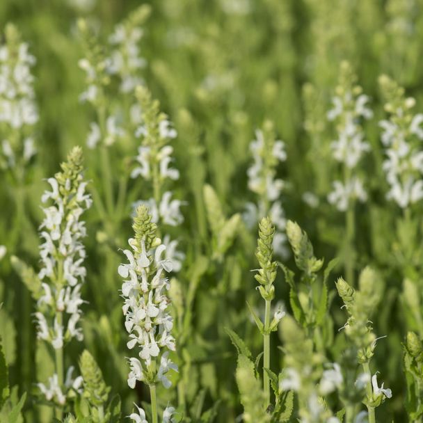 Veldsalie - Schneehügel (biologisch)