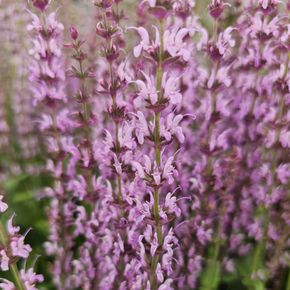 Veldsalie - Caradonna Pink (biologisch)