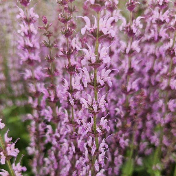 Veldsalie - Caradonna Pink (biologisch)