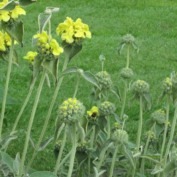 Salie - Berggarten (biologisch)