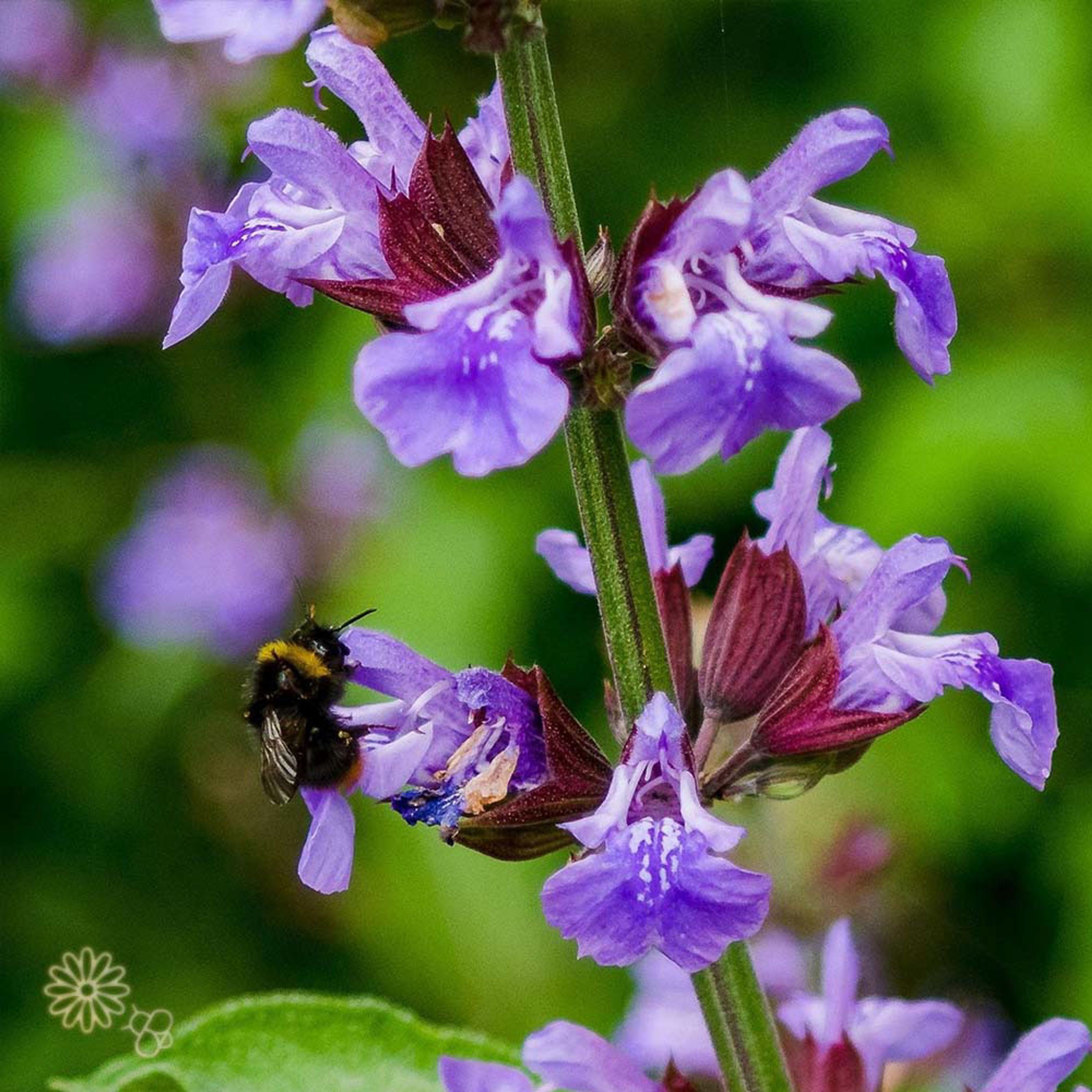 Veldsalie - Officinalis (biologisch) | Kwekerij Verhoeven