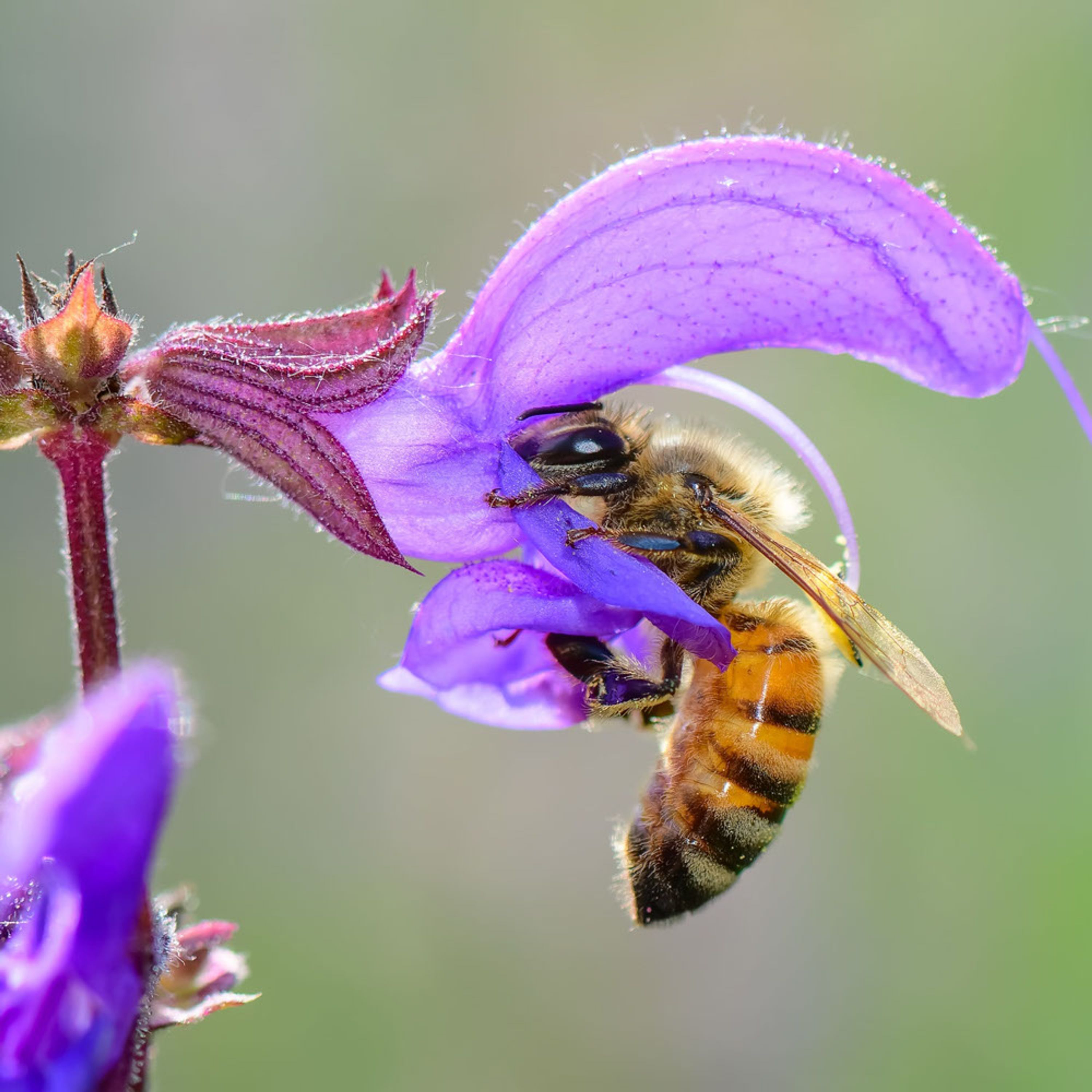 Veldsalie - Pratensis (biologisch) | Planten |  | Kwekerij Verhoeven