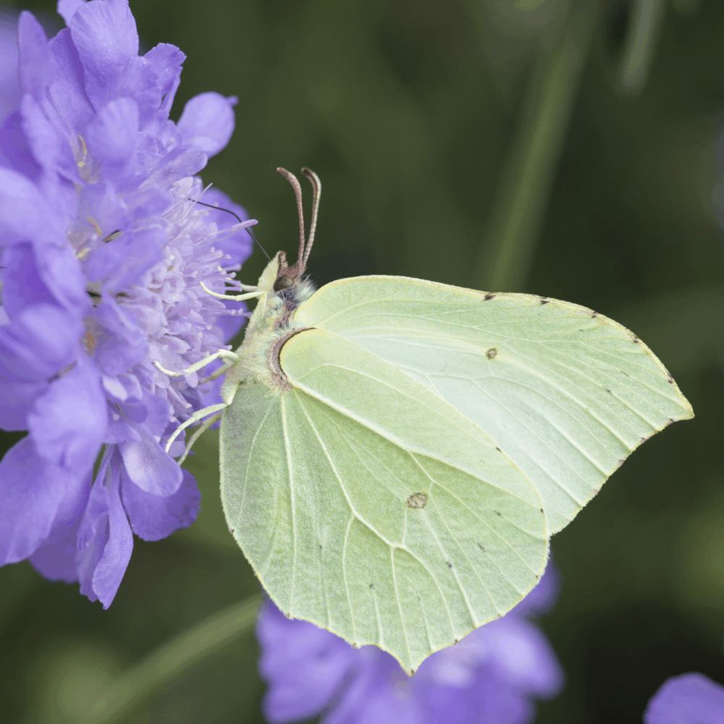 Duifkruid - Butterfly Blue (biologisch) | Planten |  | Kwekerij Verhoeven