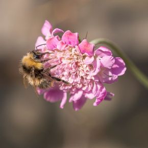 Duifkruid - Pink Mist (biologisch)