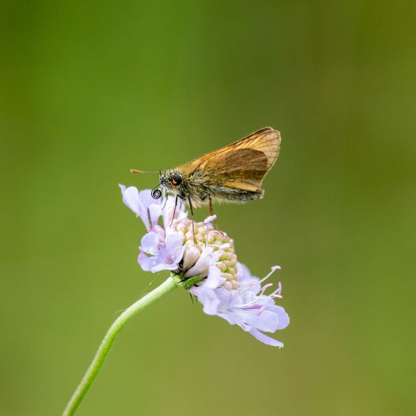 Duifkruid - Columbaria (biologisch)