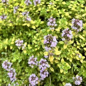 Citroen Tijm (biologisch)