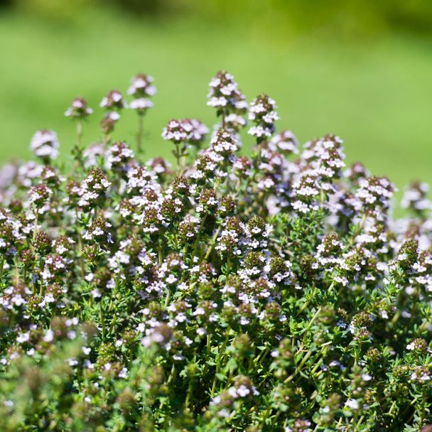 Echte Tijm - Faustinoi  (biologisch)